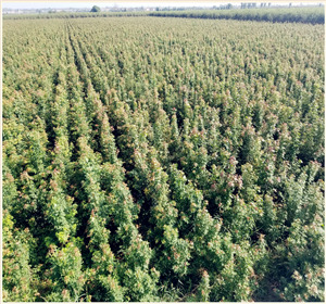 甘肃元宝枫苗价格为什么会存在差异