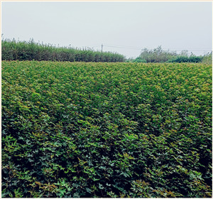 甘肃元宝枫批发分享元宝枫繁殖管理技巧